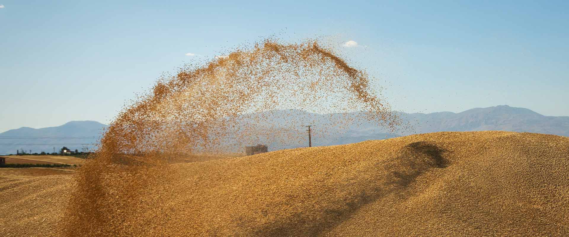 malt